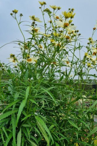 bidens aurea plant Bidens aurea