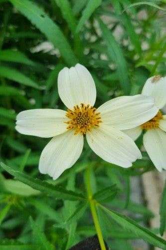 bidens aurea plant Bidens aurea