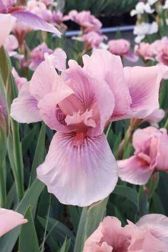 Iris 'Raspberry Blush' – Bean Place Nursery