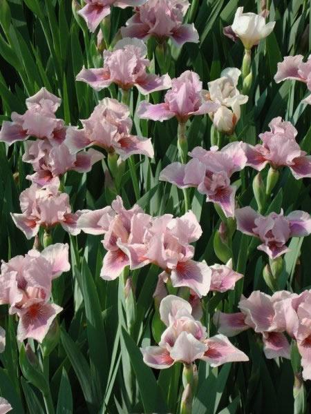 Iris 'Raspberry Blush' – Bean Place Nursery