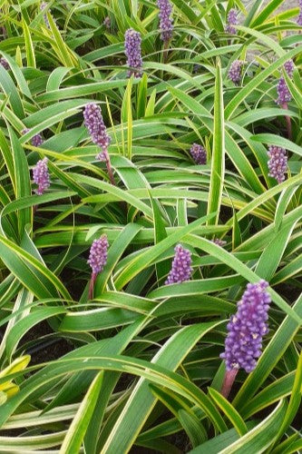 Liriope Variegated Liriope Muscari 'Variegata' | Urban Tree Farm