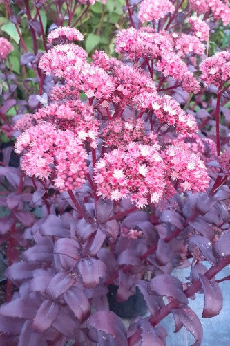 Sedum purple emperor deals